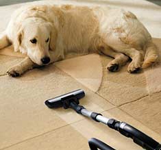 Dog and vacuum cleaner