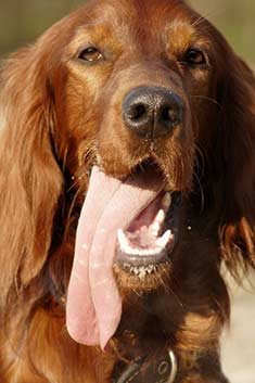 Longest Tongue Dog