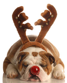 Bulldog dressed as Rudolph