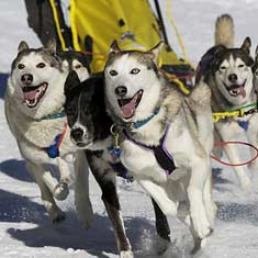 Happy dog sled team running