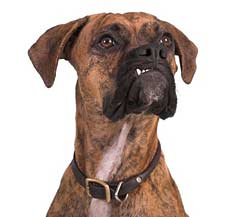 Boxer dog with underbite