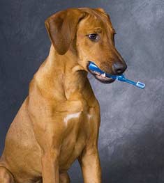 Dog holding his toothbrush