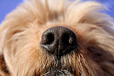 nose