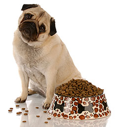 pug and bowl