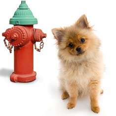 Puppy beside a fire hydrant