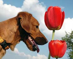 Dog with tulip flowers