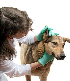 Early Diagnosis Of Lymphoma In Dogs