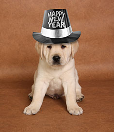 New Year's Puppy