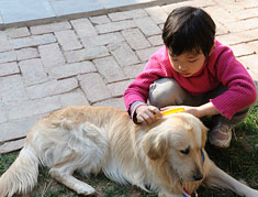 Kid grooming a dog