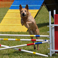 Dog participating in Agility