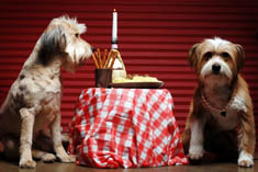 Romantic Dog Dinner