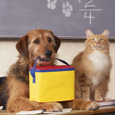 Dog and Cat in classroom