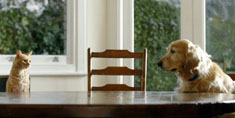 Dog and Cat at a table