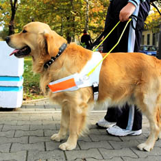 Guide dog waiting for a command