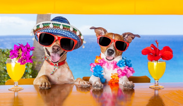 Dogs at a beach bar on vacation