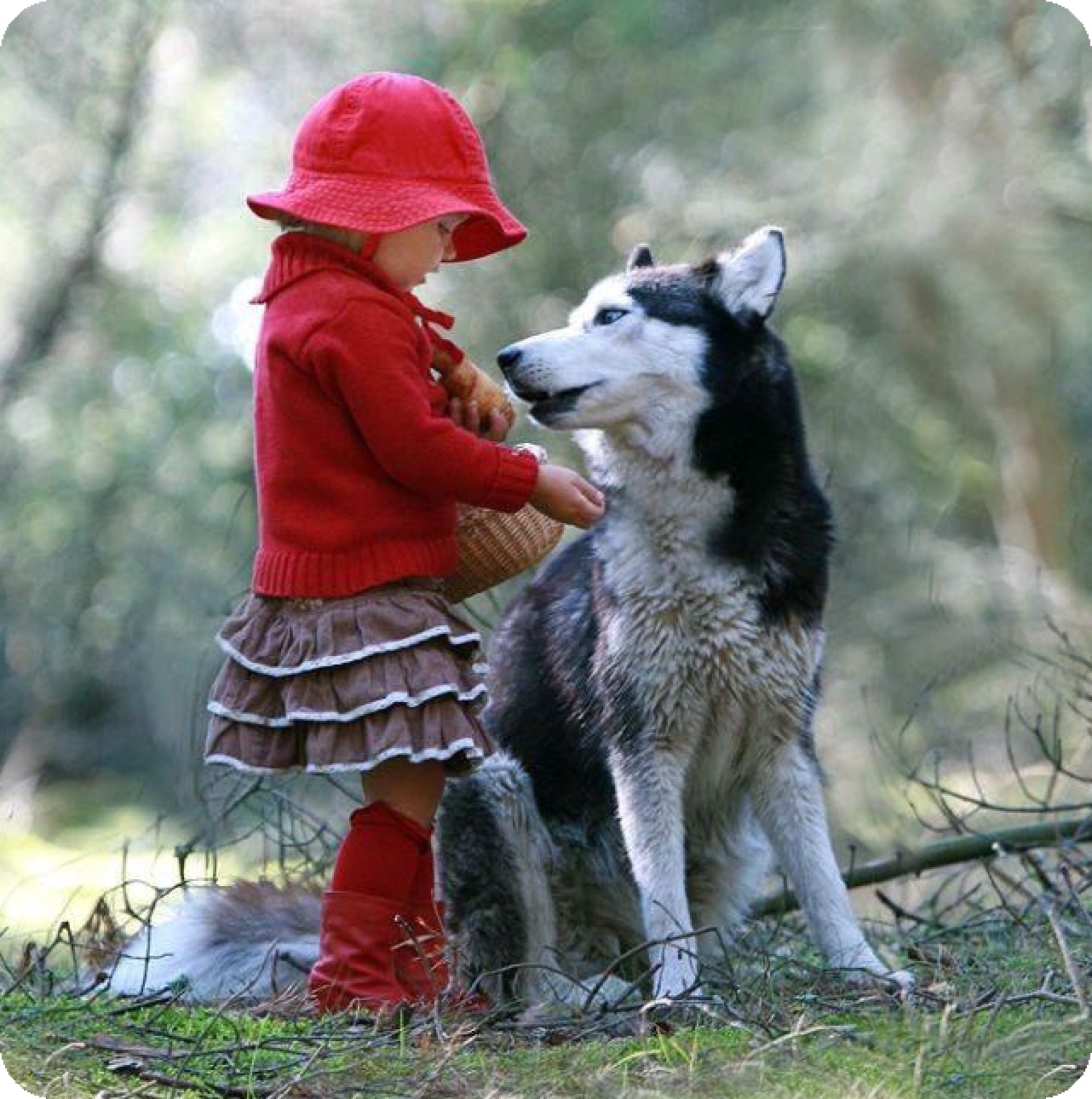 Красный встречаться. Красная шапочка. Волк для детей. Красная шапочка с собакой. Собака друг.