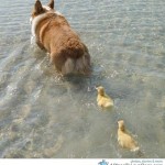 I hate it when the mama duck takes a vacation day.