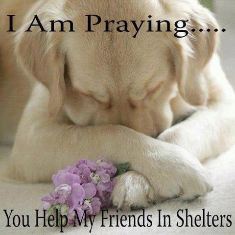 Save a Shelter Dog