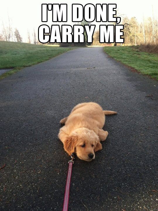 FF Carry Me
