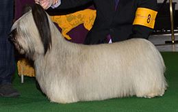Good Time Charlie (Photo:  Westminster Kennel Club)