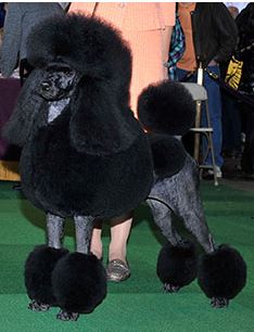 Flame (Photo:  Westminster Kennel Club)