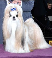 Rocket (Photo:  Westminster Kennel Club)