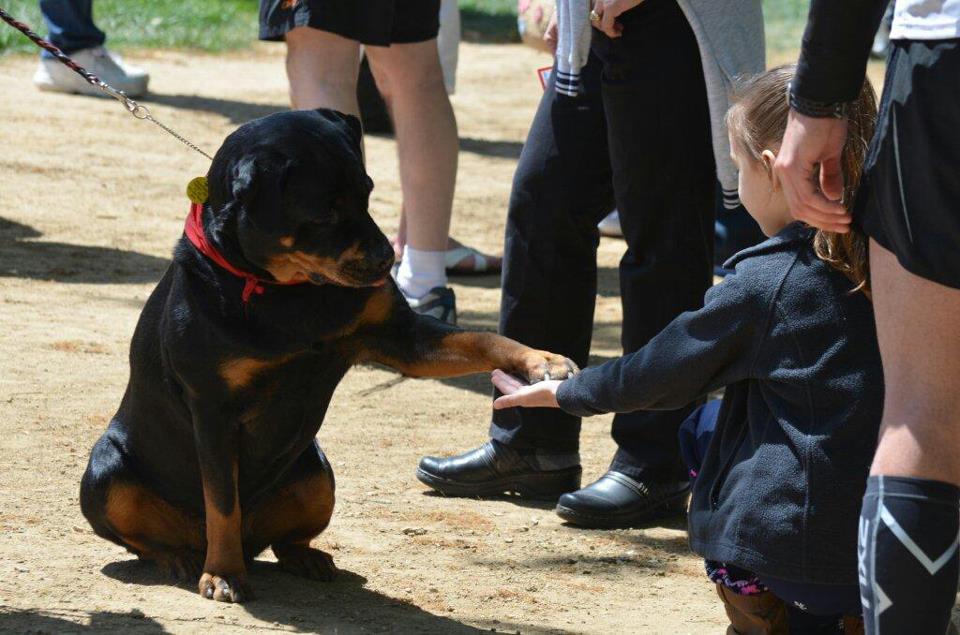ACE Wynd Therapy Rottweiler
