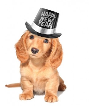 rp_bigstock-Happy-new-year-s-puppy-15281312-292x350.jpg