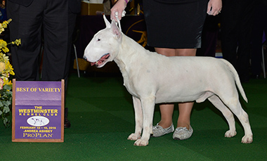 The White Bull Terrier, Action Cosmic Cowboy