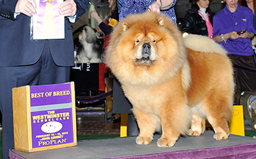 Flamingstar The Lion King (Chow Chow)
