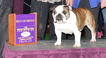 Imperious Hamitup Southern Bell (Bulldog)