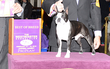 Sabe's Simply Invincible (Boston Terrier)