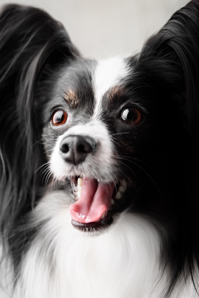 Close-up Portrait Of A Papillon Breed Dog. Isolated On A White B