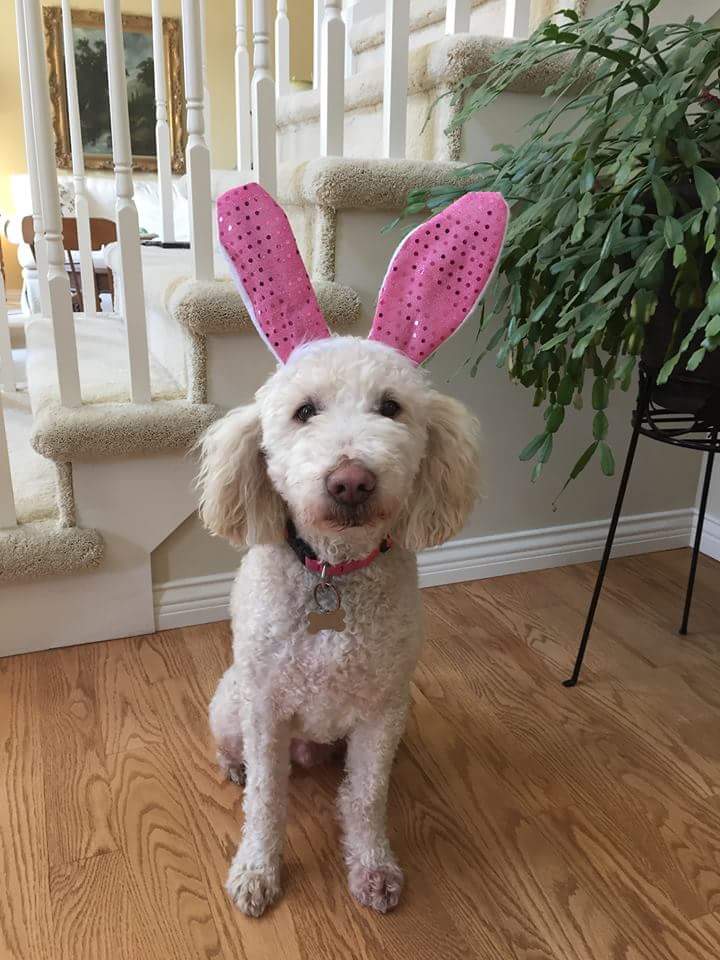 My cousin's Easter dog.
