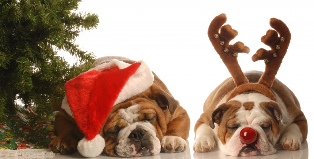 Bulldog Santa And Under Christmas Tree