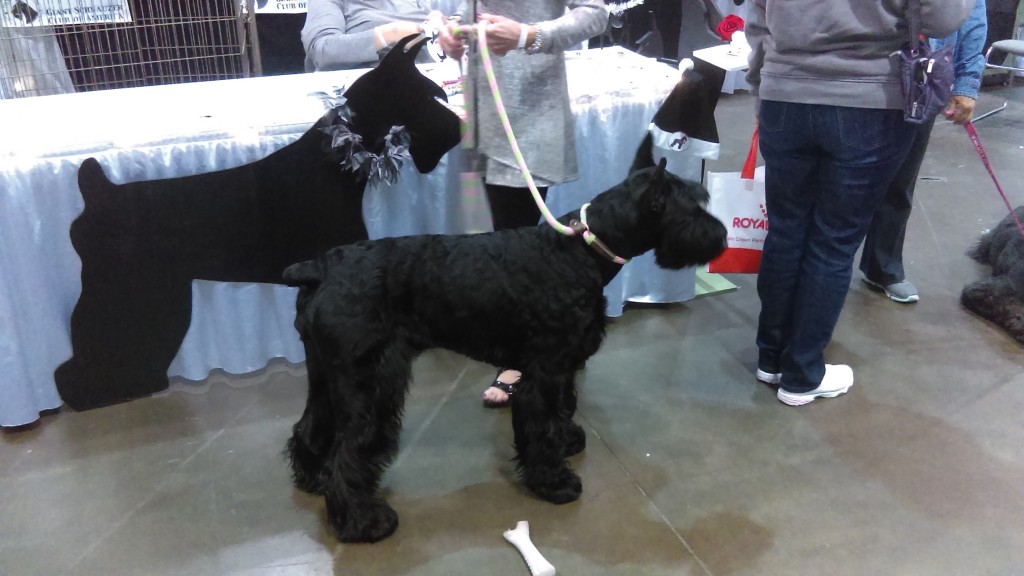 Nope, you're not seeing double.  This is just one Giant Schnauzer, standing in front of an amazingly lifelike cut-out.