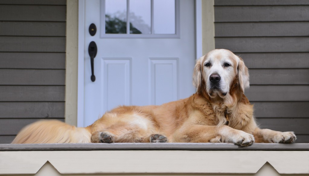 Golden retriever laying down on the porch in front of the door