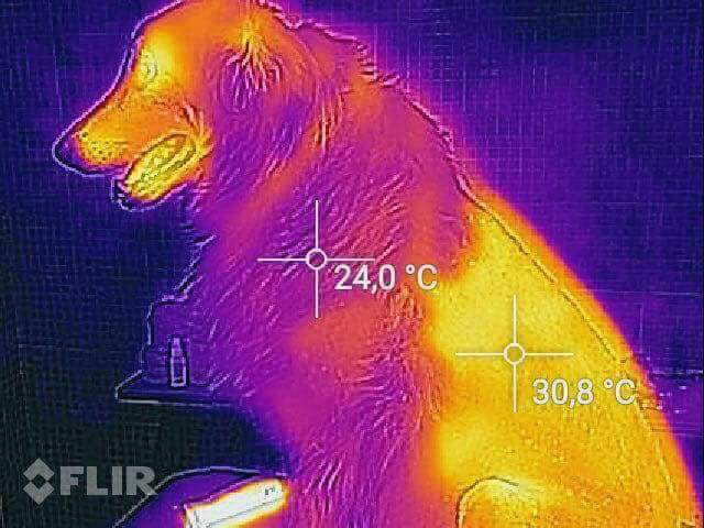 dog heat map