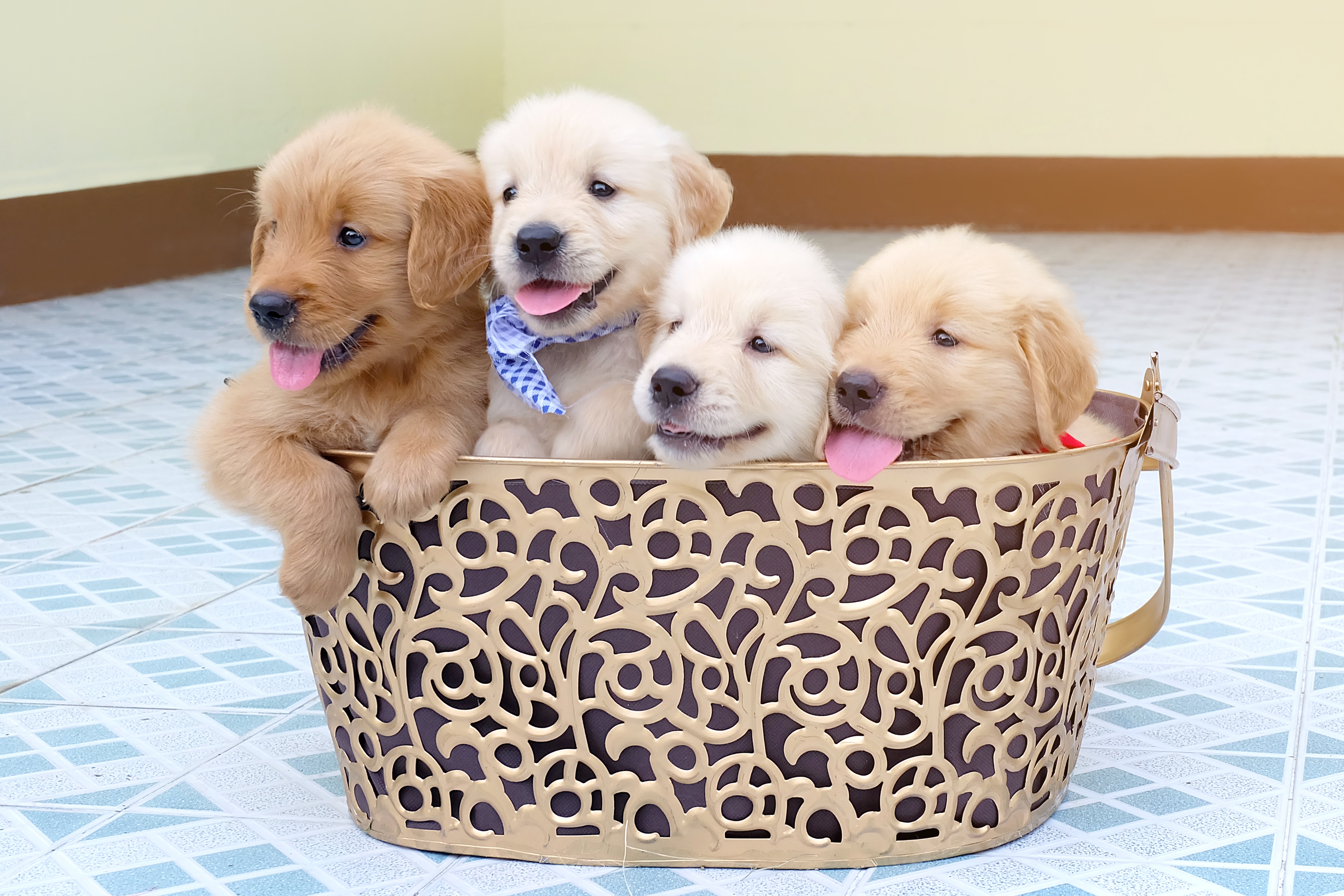 Many golden retriever puppy lovely in a gold basket