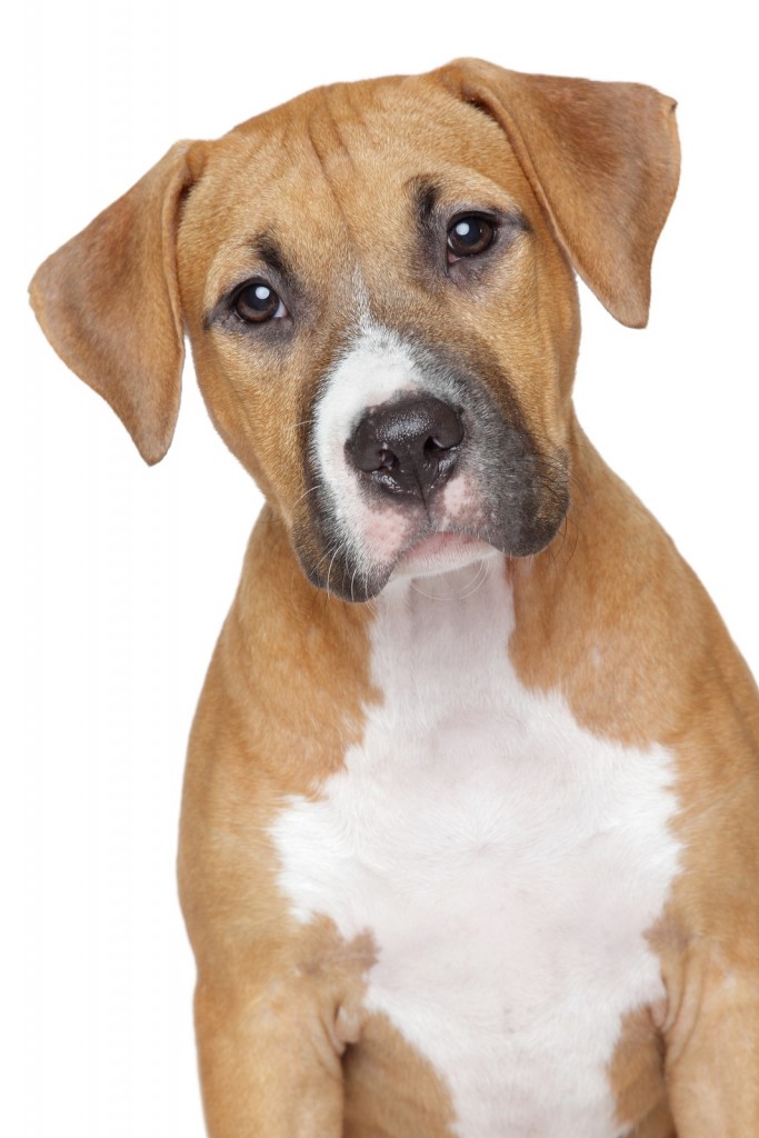 American Staffordshire Puppy On White Background