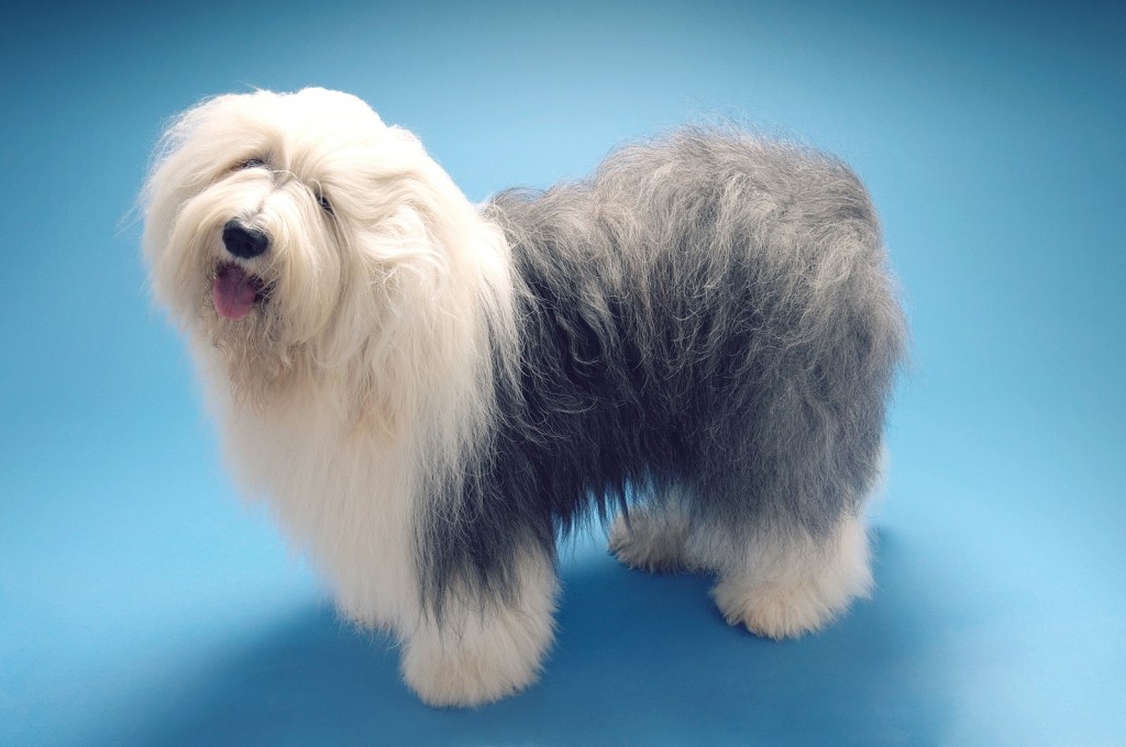 Full length side view of Old English Sheepdog standing on blue b