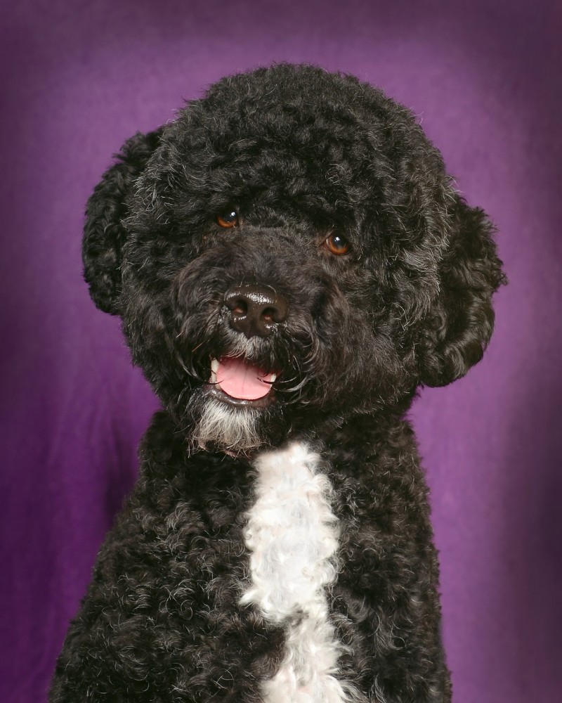 A portrait of a young Portuguese Water Spaniel