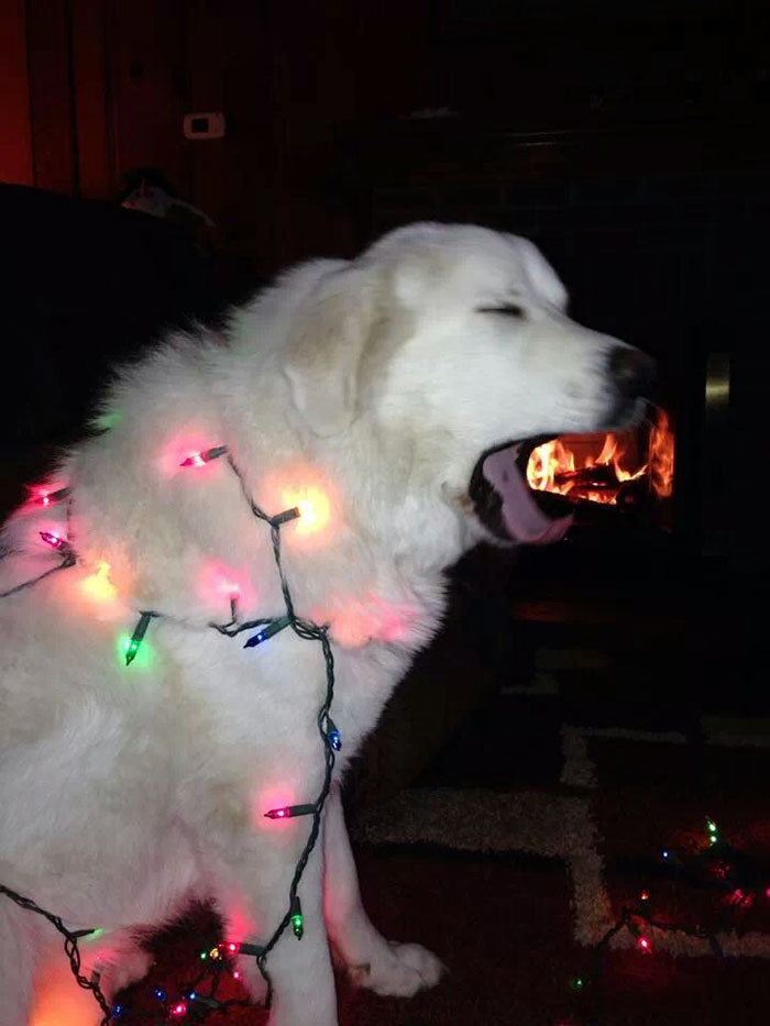 Fire breathing lighted dog