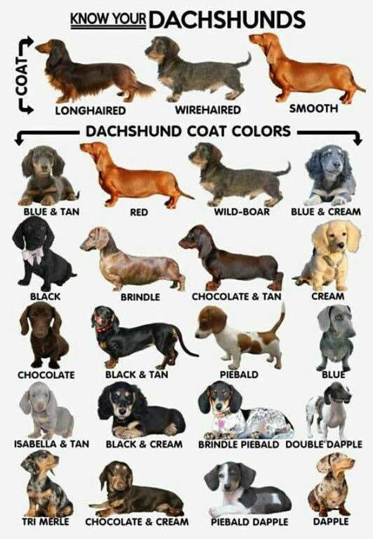 Doxie Guide
