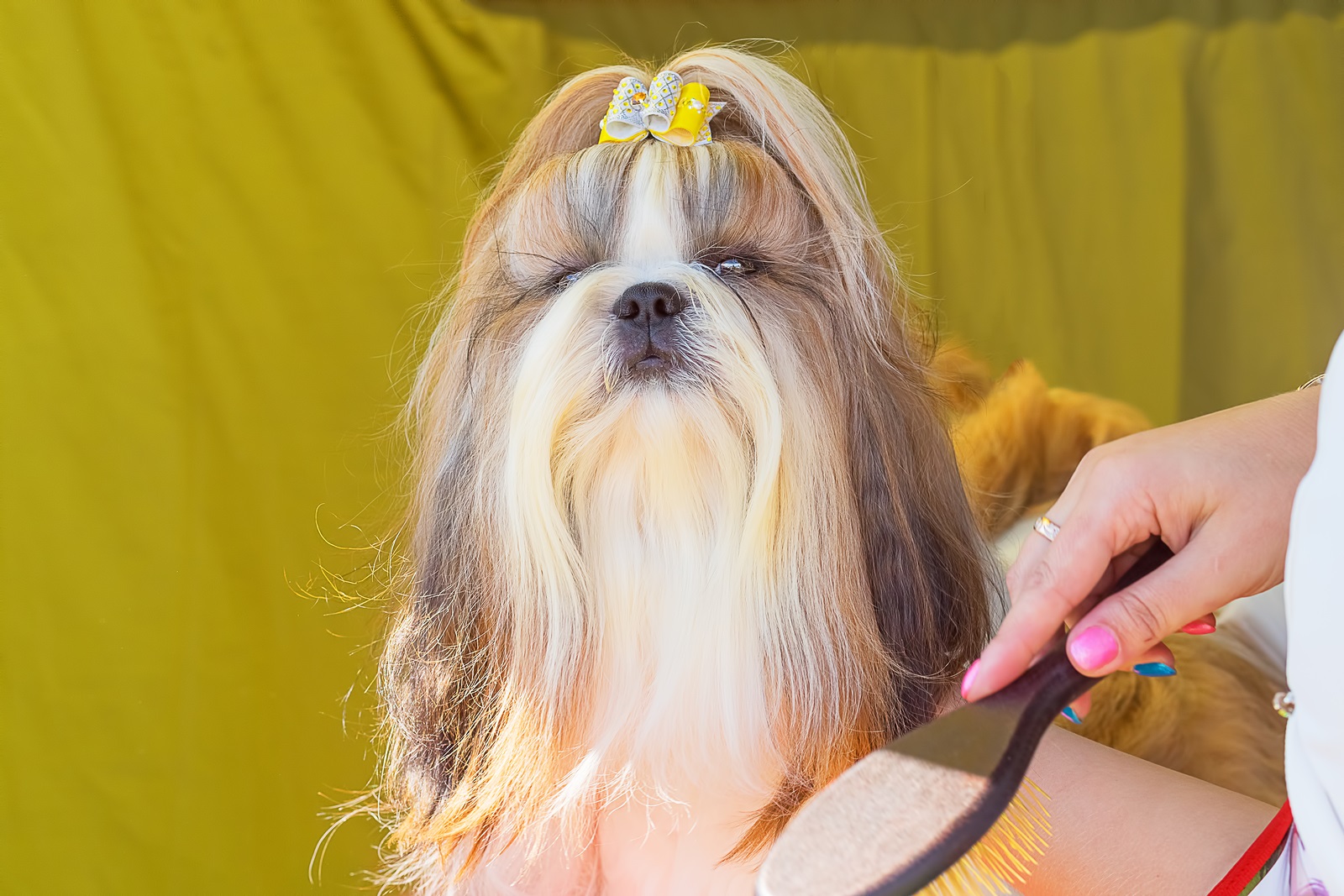 2020 Westminster Kennel Club Show Schedule Doggies Dog Blog