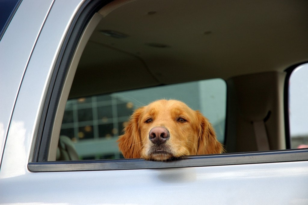 Bored Dog In A Car Window