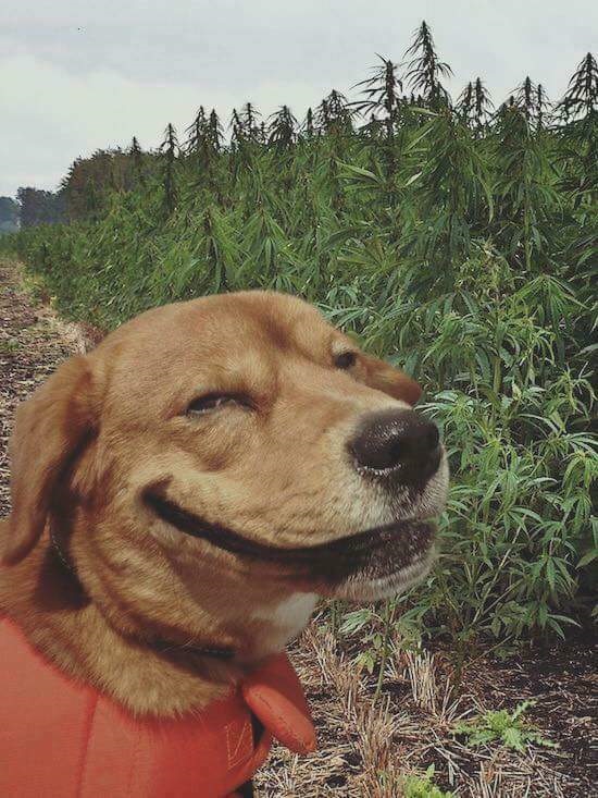 Dog weed