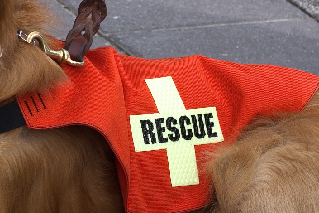 Search And Rescue Dog.