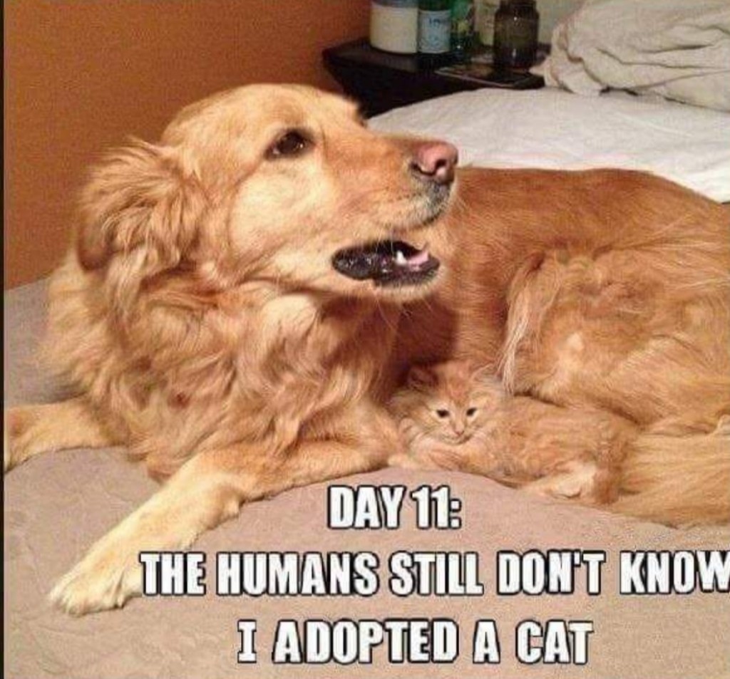 cat adoption