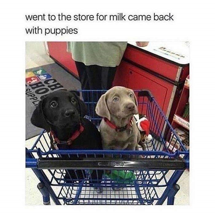 puppy shopping